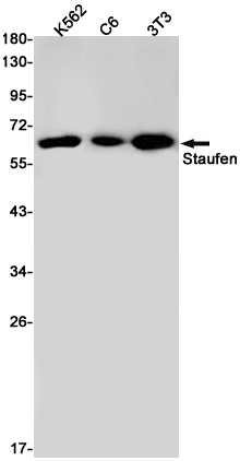 Western blot detection of Staufen in K562,C6,3T3 cell lysates using Staufen Rabbit pAb(1:1000 diluted).Predicted band size:63kDa.Observed band size:63kDa.