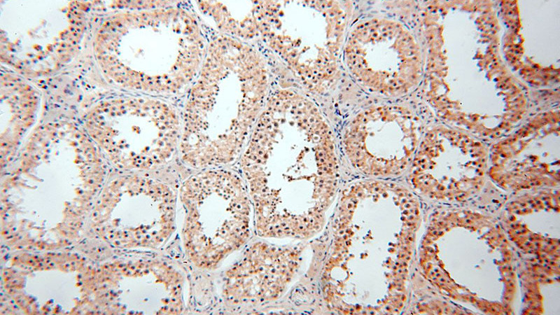 Immunohistochemical of paraffin-embedded human testis using Catalog No:115550(SPATA19 antibody) at dilution of 1:100 (under 10x lens)