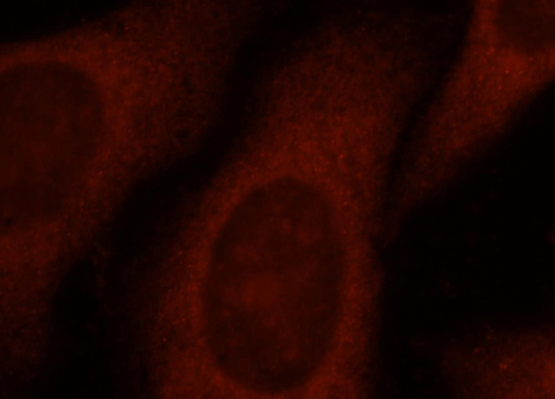 Immunofluorescent analysis of HepG2 cells, using ACTL7A antibody Catalog No:107708 at 1:25 dilution and Rhodamine-labeled goat anti-rabbit IgG (red).