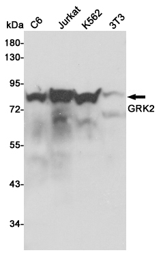 Western blot detection of GRK2 in C6,Jurkat,K562 and 3T3 cell lysates using GRK2 mouse mAb (1:1000 diluted).Predicted band size:80KDa.Observed band size:80KDa.