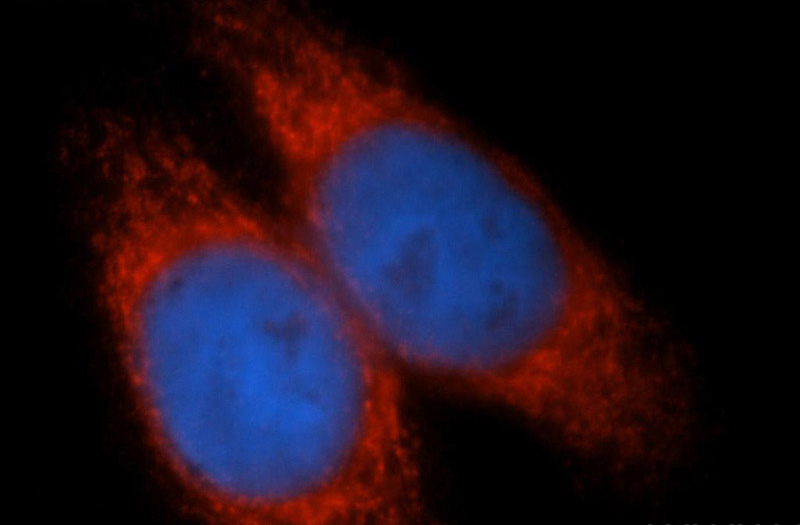 Immunofluorescent analysis of HepG2 cells, using RCN2 antibody Catalog No:114579 at 1:50 dilution and Rhodamine-labeled goat anti-rabbit IgG (red). Blue pseudocolor = DAPI (fluorescent DNA dye).