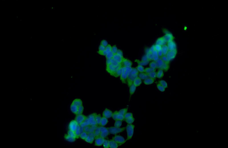 Immunofluorescent analysis of HEK-293 cells using Catalog No:116490(TUFT1 Antibody) at dilution of 1:50 and Alexa Fluor 488-congugated AffiniPure Goat Anti-Rabbit IgG(H+L)
