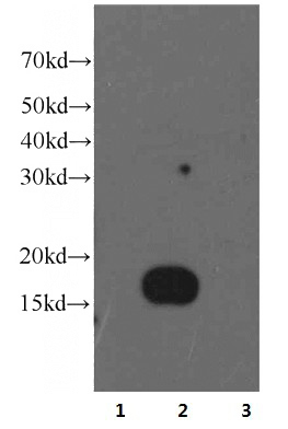 IFITM1 (Lane 1), IFITM2 (Lane 2) and IFITM3 (Lane 3) fusion proteins (20ng/lane) were subjected to SDS-PAGE followed by western blot with IFITM2 monoclonal antibody (Catalog No:107276) at dilution of 1:10,000.