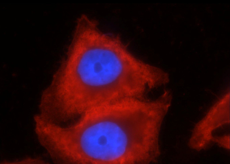 Immunofluorescent analysis of HepG2 cells using Catalog No:117304 (beta actin Antibody) at dilution of 1:50 and Rhodamine-labeled goat anti-mouse IgG (red).