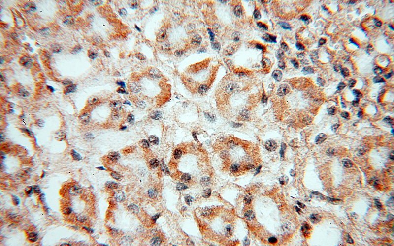 Immunohistochemical of paraffin-embedded human kidney using Catalog No:113183(NID2 antibody) at dilution of 1:50 (under 40x lens)