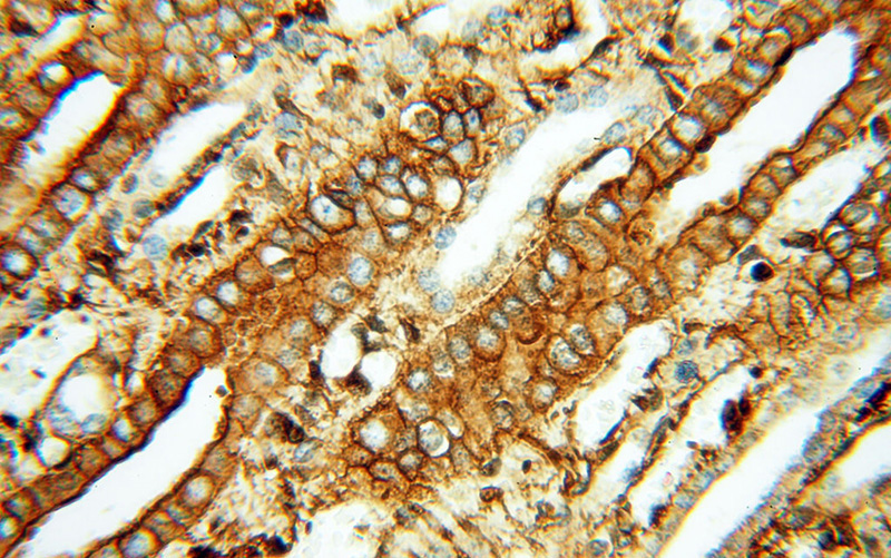 Immunohistochemical of paraffin-embedded human kidney using Catalog No:117304(ACTB antibody) at dilution of 1:100 (under 40x lens)