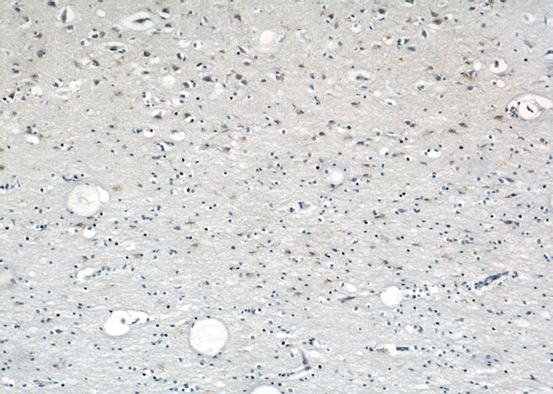 Immunohistochemical of paraffin-embedded human brain using Catalog No:109357(CNPY3 antibody) at dilution of 1:50 (under 10x lens)