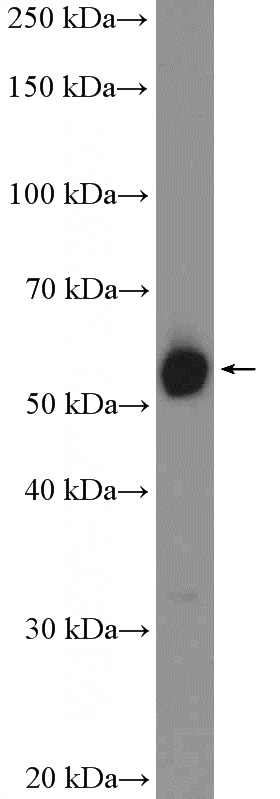 HeLa cells were subjected to SDS PAGE followed by western blot with Catalog No:116925(ZC3H15 Antibody) at dilution of 1:1000