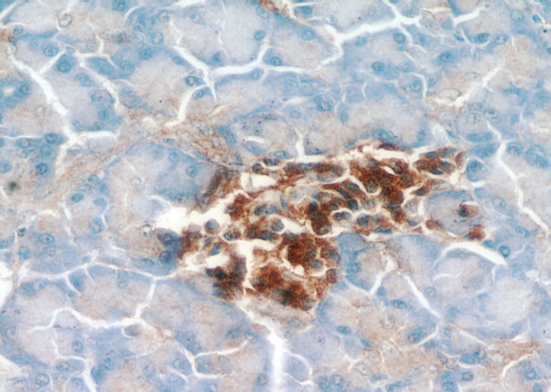 Immunohistochemical of paraffin-embedded human pancreas using Catalog No:113804(EGLN1 antibody) at dilution of 1:100 (under 40x lens)