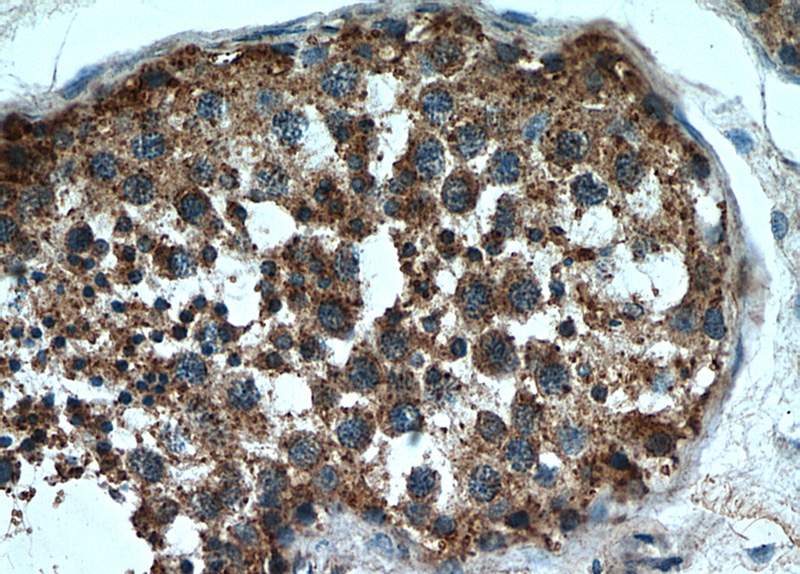 Immunohistochemical of paraffin-embedded human testis using Catalog No:115029(SDF2L1 antibody) at dilution of 1:50 (under 40x lens)