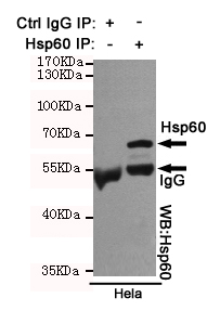Immunoprecipitation analysis of Hela cell lysates using Hsp60 mouse mAb.