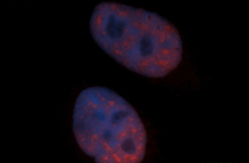 Immunofluorescent analysis of Hela cells, using SF3B3 antibody Catalog No:115138 at 1:50 dilution and Rhodamine-labeled goat anti-rabbit IgG (red). Blue pseudocolor = DAPI (fluorescent DNA dye).