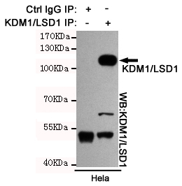 Immunoprecipitation analysis of Hela cell lysates using KDM1/LSD1 mouse mAb.