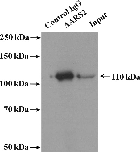 IP Result of anti-AARS2 (IP:Catalog No:107675, 4ug; Detection:Catalog No:107675 1:1000) with K-562 cells lysate 3600ug.