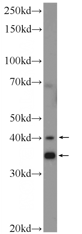 HEK-293 cells were subjected to SDS PAGE followed by western blot with Catalog No:116162(C3orf23 Antibody) at dilution of 1:300
