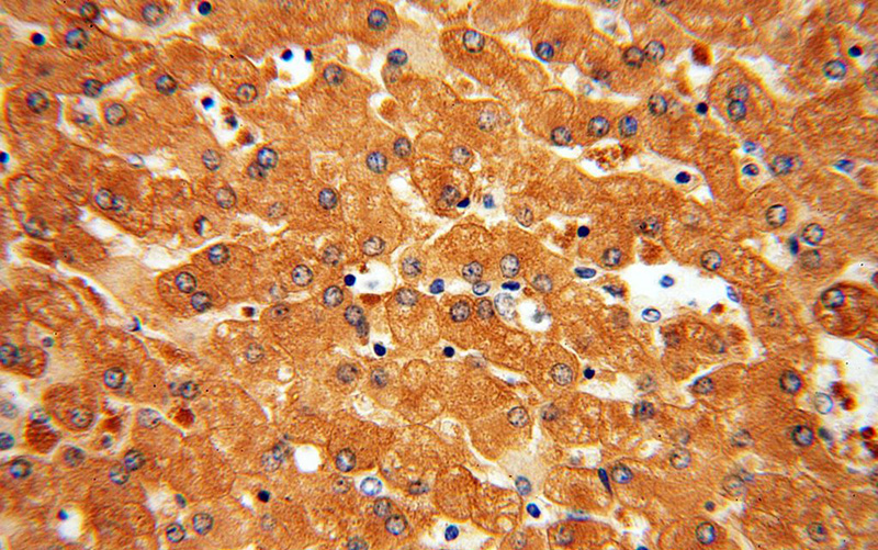 Immunohistochemical of paraffin-embedded human liver using Catalog No:110009(DPYS antibody) at dilution of 1:50 (under 40x lens)
