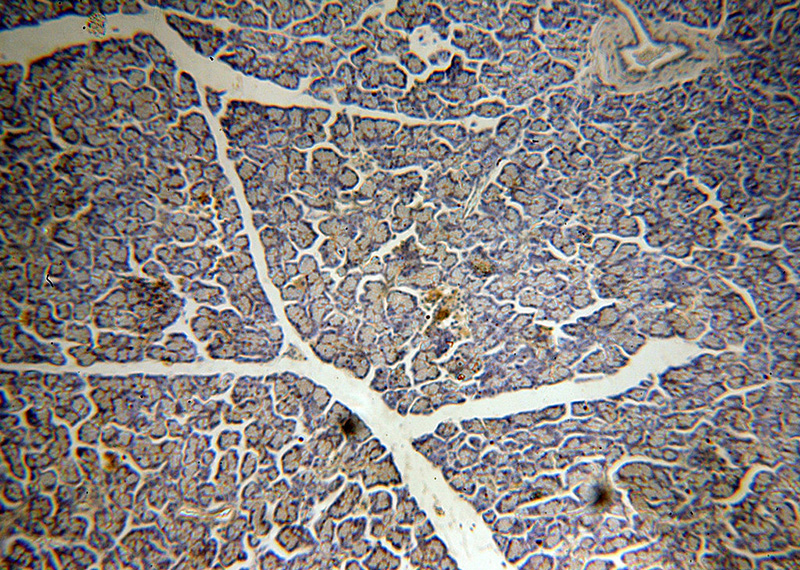 Immunohistochemical of paraffin-embedded human pancreas using Catalog No:113091(NECAB3 antibody) at dilution of 1:100 (under 10x lens)