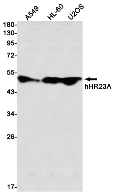 Western blot detection of hHR23A in A549,HL-60,U2OS using hHR23A Rabbit mAb(1:1000 diluted)