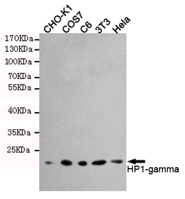 Western blot detection of HP1-gamma in Hela,3T3,C6,COS7 and CHO-K1 cell lysates using HP1-gamma mouse mAb (1:1000 diluted).Predicted band size:22KDa.Observed band size:22KDa.