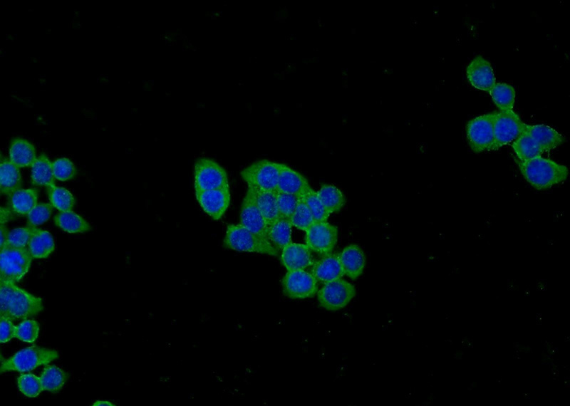Immunofluorescent analysis of BxPC-3 cells using Catalog No:113773(PFKP Antibody) at dilution of 1:25 and Alexa Fluor 488-congugated AffiniPure Goat Anti-Rabbit IgG(H+L)