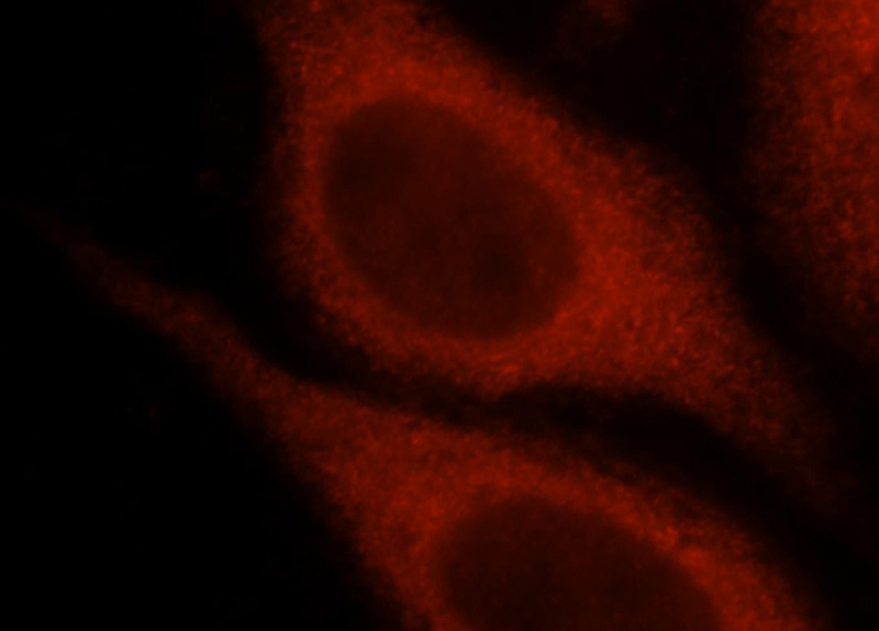 Immunofluorescent analysis of HepG2 cells, using SPG20 antibody Catalog No:115545 at 1:25 dilution and Rhodamine-labeled goat anti-rabbit IgG (red).