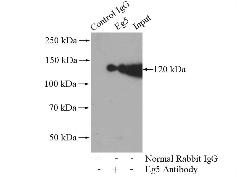 IP Result of anti-KIF11 (IP:Catalog No:110214, 4ug; Detection:Catalog No:110214 1:1000) with Raji cells lysate 2000ug.