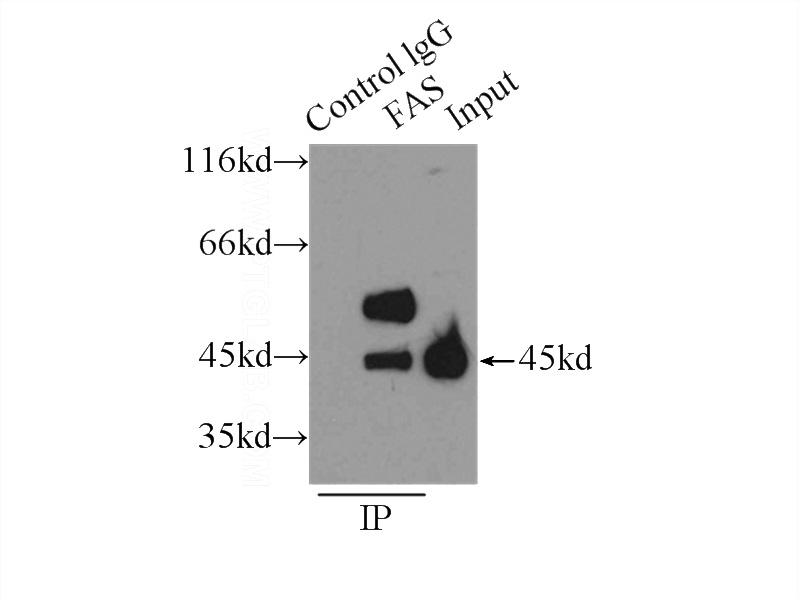 IP Result of anti-FAS (IP:Catalog No:110527, 3ug; Detection:Catalog No:110527 1:500) with HeLa cells lysate 3000ug.