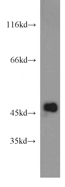 HepG2 cells were subjected to SDS PAGE followed by western blot with Catalog No:111602(IDH1 antibody) at dilution of 1:2000