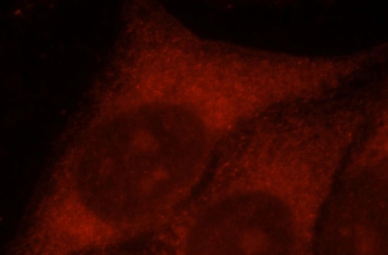 Immunofluorescent analysis of Hela cells, using PNPO antibody Catalog No:113983 at 1:25 dilution and Rhodamine-labeled goat anti-rabbit IgG (red).