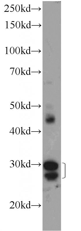 mouse heart tissue were subjected to SDS PAGE followed by western blot with Catalog No:113418(ORAI3 Antibody) at dilution of 1:300