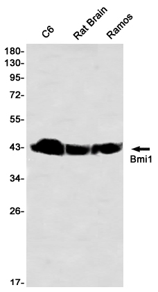 Western blot detection of Bmi1 in C6,Rat Brain,Ramos using Bmi1 Rabbit mAb(1:1000 diluted)