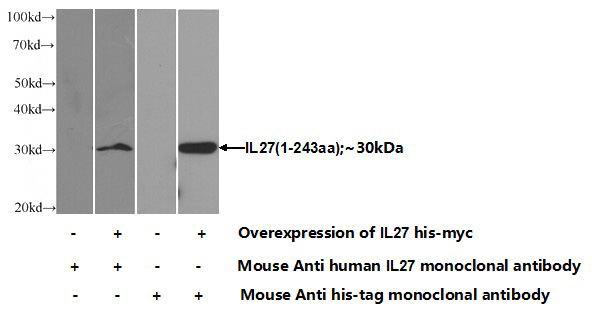 Transfected HEK-293 cells were subjected to SDS PAGE followed by western blot with Catalog No:107395(IL27 Antibody) at dilution of 1:2000