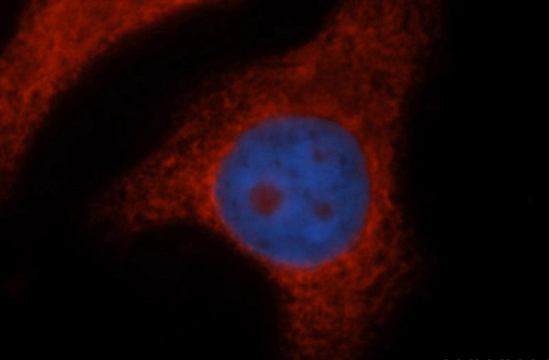 Immunofluorescent analysis of HepG2 cells, using RPL14 antibody Catalog No:114815 at 1:50 dilution and Rhodamine-labeled goat anti-rabbit IgG (red). Blue pseudocolor = DAPI (fluorescent DNA dye).