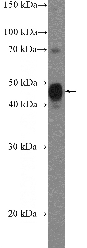 MCF-7 cells were subjected to SDS PAGE followed by western blot with Catalog No:115560(SPDEF Antibody) at dilution of 1:1000