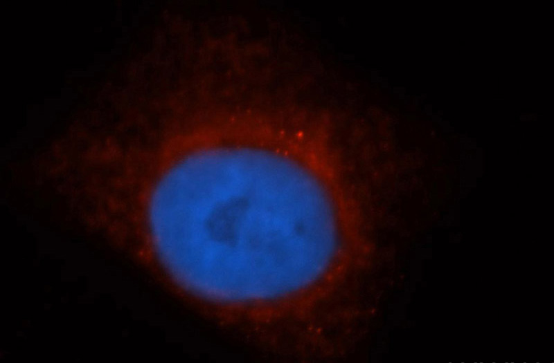 Immunofluorescent analysis of HepG2 cells, using LDHD antibody Catalog No:112187 at 1:50 dilution and Rhodamine-labeled goat anti-rabbit IgG (red). Blue pseudocolor = DAPI (fluorescent DNA dye).
