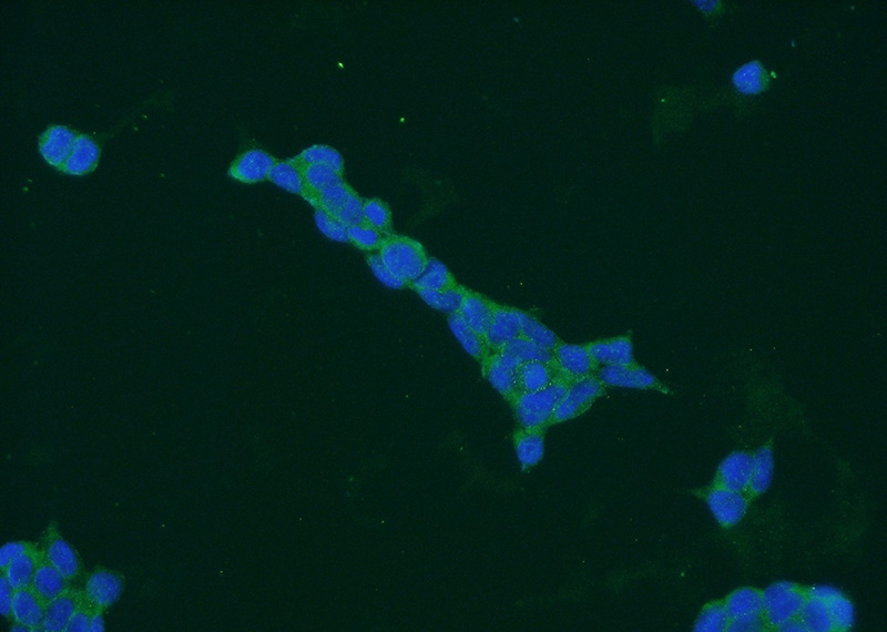 Immunofluorescent analysis of HEK-293 cells using Catalog No:111432(HLCS Antibody) at dilution of 1:50 and Alexa Fluor 488-congugated AffiniPure Goat Anti-Rabbit IgG(H+L)