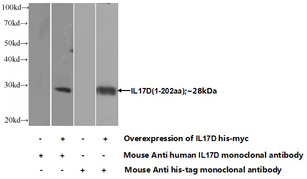 Transfected HEK-293 cells were subjected to SDS PAGE followed by western blot with Catalog No:107384(IL17D Antibody) at dilution of 1:1000