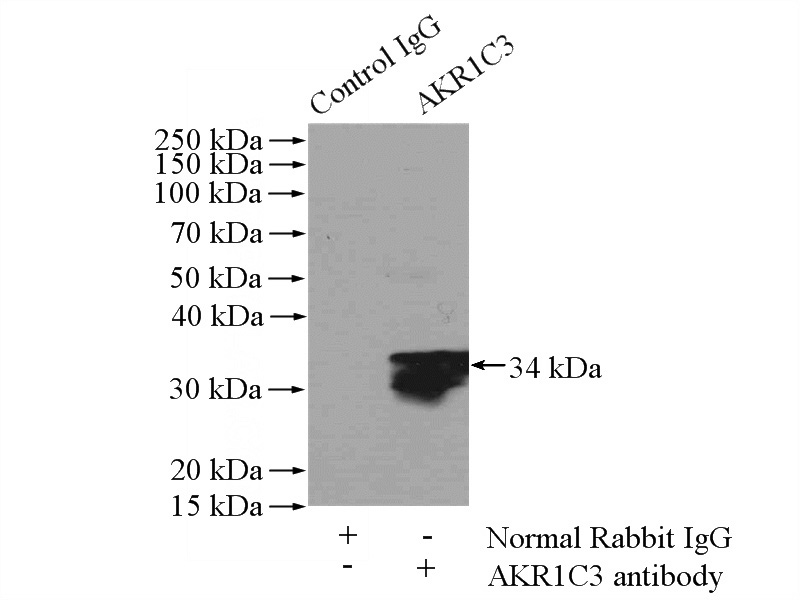IP Result of anti-AKR1C3 (IP:Catalog No:107941, 4ug; Detection:Catalog No:107941 1:1000) with HepG2 cells lysate 2400ug.