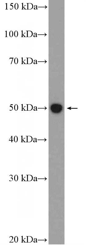 SH-SY5Y cells were subjected to SDS PAGE followed by western blot with Catalog No:110528(Fascin Antibody) at dilution of 1:600