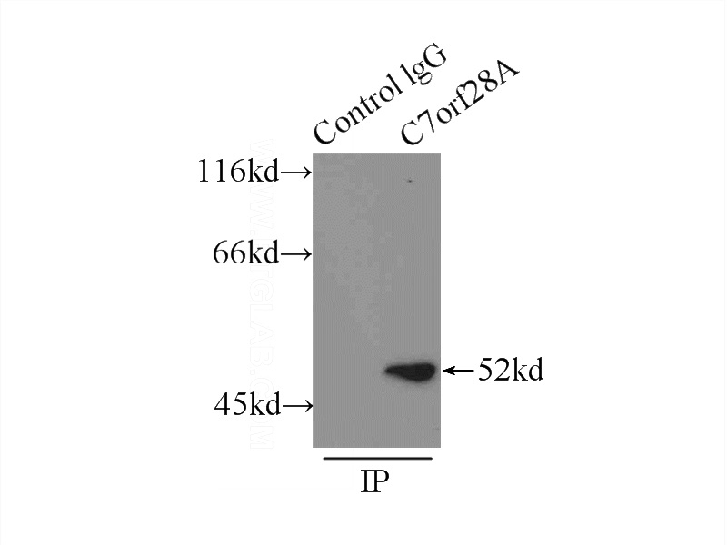 IP Result of anti-C7orf28A (IP:Catalog No:109038, 4ug; Detection:Catalog No:109038 1:500) with NIH/3T3 cells lysate 1500ug.