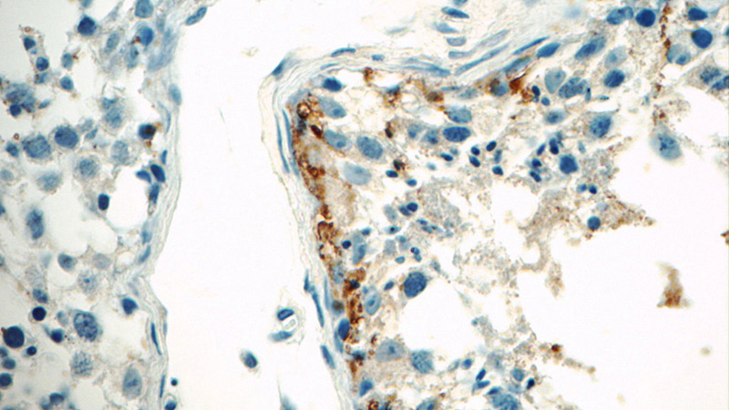 Immunohistochemistry of paraffin-embedded human testis tissue slide using Catalog No:112506(MBIP Antibody) at dilution of 1:50 (under 40x lens)