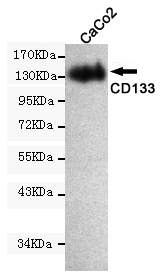 Western blot detection of CD133 in CaCo2 cell lysate using CD133 mouse mAb (1:1000 diluted).Predicted band size:97KDa.Observed band size:133KDa