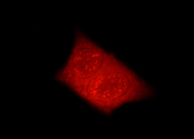 Immunofluorescent analysis of Hela cells, using EYA3 antibody Catalog No:110422 at 1:25 dilution and Rhodamine-labeled goat anti-rabbit IgG (red).