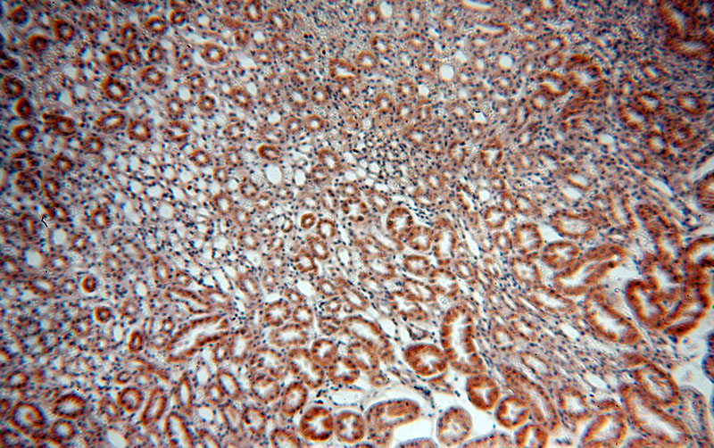 Immunohistochemical of paraffin-embedded human kidney using Catalog No:115582(SREBF2 antibody) at dilution of 1:50 (under 10x lens)