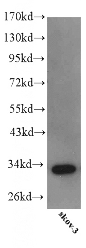 SKOV-3 cells were subjected to SDS PAGE followed by western blot with Catalog No:111688(IGFBP5 antibody) at dilution of 1:500