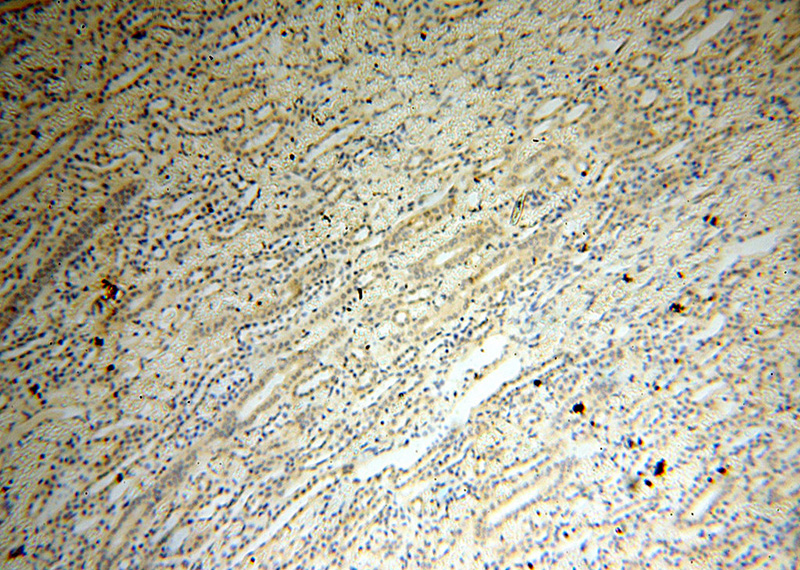 Immunohistochemical of paraffin-embedded human kidney using Catalog No:116469(UBA52 antibody) at dilution of 1:50 (under 10x lens)