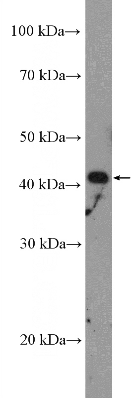 U-937 cells were subjected to SDS PAGE followed by western blot with Catalog No:113037(NCK2 Antibody) at dilution of 1:1000