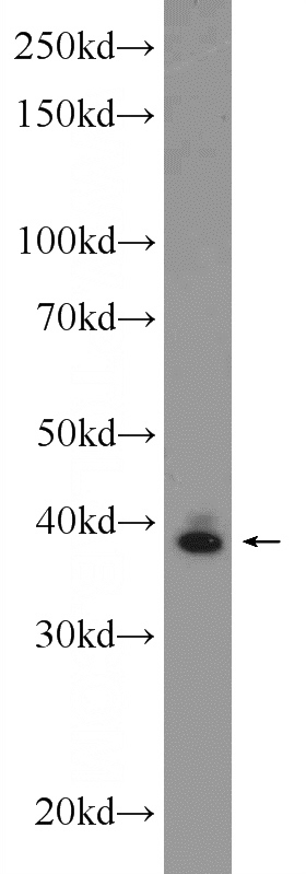 HeLa cells were subjected to SDS PAGE followed by western blot with Catalog No:111899(JUN Antibody) at dilution of 1:1000