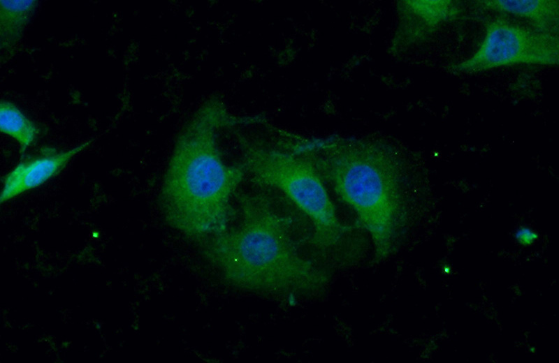 Immunofluorescent analysis of (-20oc Ethanol) fixed SH-SY5Y cells using Catalog No:113492(SERPINE1 Antibody) at dilution of 1:50 and Alexa Fluor 488-congugated AffiniPure Goat Anti-Rabbit IgG(H+L)