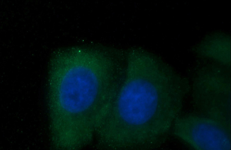 Immunofluorescent analysis of HepG2 cells using Catalog No:115271(SHE Antibody) at dilution of 1:25 and Alexa Fluor 488-congugated AffiniPure Goat Anti-Rabbit IgG(H+L)
